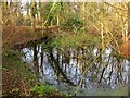 Pond, Furze Field