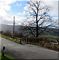 Tree opposite a junction at the NE edge of Crickhowell