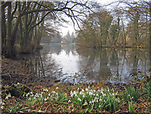 SK9339 : Snowdrops at the Boathouse Pond by Trevor Rickard