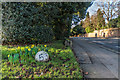 Christmas Day daffodils