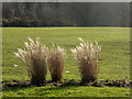 TQ2995 : Ornamental Grasses near Cafe, Oakwood Park, London N14 by Christine Matthews