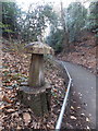 Canford Cliffs: a tree-trunk mushroom