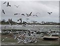 SU8003 : Seagull feeding frenzy - Bosham by Rob Farrow