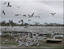 SU8003 : Seagull feeding frenzy - Bosham by Rob Farrow