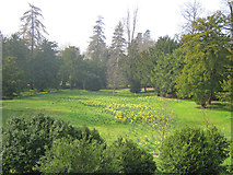 SK9339 : Daffodil Glen at Belton House Gardens by Trevor Rickard