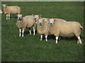 Inquisitive North Country Cheviot Sheep, Smethwick Green