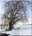 Winter willows at the Carrs