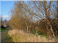 Path and canal on Thamesmead