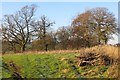 Woodland, Boreatton Park