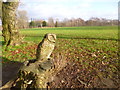 Chorlton Park, owl