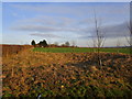 Old pit with new trees