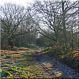 TQ2967 : Path, Mitcham Common (3) by Stephen Richards