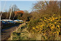 Flowering gorse near Creeksea Sailing Club