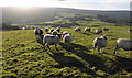 H6093 : Sheep, Garvagh by Kenneth  Allen