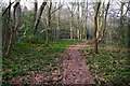 SP0583 : Path through bluebell leaves in woodland on the west side of Edgbaston Pool by Phil Champion
