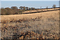 North Devon : East Anstey Common