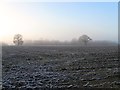 Barn Field (2)