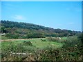 View across pasture land to a large forestry plantation west of the B30