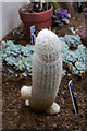 SP0583 : An amusingly shaped cactus by Phil Champion