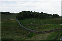NY7968 : Hadrian's Wall dropping to the Knag Burn, east of Housesteads by Christopher Hilton
