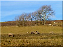 NY6951 : Pasture, Kirkhaugh by Andrew Smith
