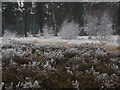 Frozen scrub, Pirbright Common