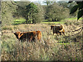 Highland cattle on Flordon Common