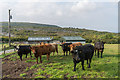R3197 : Farm near Lackareagh by Ian Capper