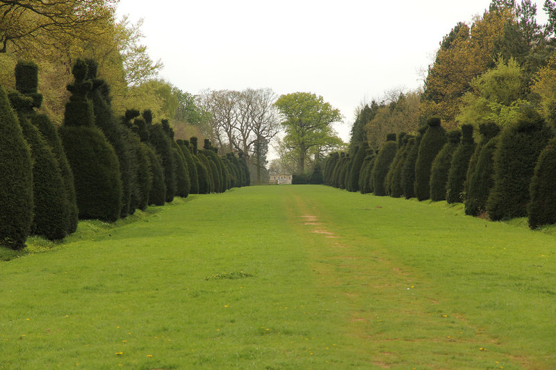 Clipsham Yew Avenue © Richard Croft :: Geograph Britain And Ireland