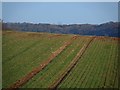 Winter wheat in the Chilterns