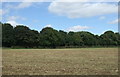 Farmland towards Old Meadow Wood