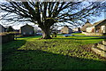 Tree on the village green, Redmire