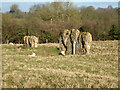 Fragments of Tilty Abbey