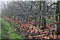 Orchard by Hinxden Lane