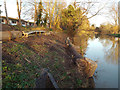 SP2965 : Riverbank, River Avon by Emscote Gardeens, Warwick 2014, December 28 by Robin Stott
