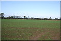 Farmland by Mattishall Rd