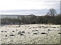 Frosty field with molehills north of Gilsland