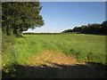 Field near Wheal Josiah