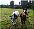 Cattle in a small field in Beeby