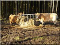 NZ0455 : Cattle feeder in Greymare Hill Plantation by Oliver Dixon