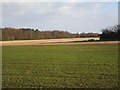 View towards the water tower at Haxey