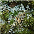 NS4280 : A lichen - Parmelia saxatilis by Lairich Rig