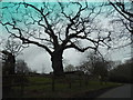 Old tree at Chaldon