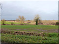 View north-east from Rectory Farm