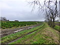 SD3808 : Crop of Kale on Cut Lane at Clieves Hills by Raymond Knapman