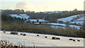 Sheep pasture in winter