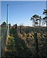 TL5856 : Six Mile Bottom: poles, posts and pines by the railway by John Sutton