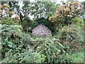 Ruined house in an overgrown garden at the junction of Cranny Road and an unnamed laneway