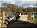 Horses near Hangingbank Wood