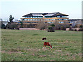 Horses on Shortwood Common